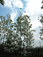 ハナミズキ’ホワイトラブ’写真集　白い花
